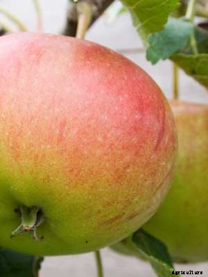 Apple (Large) Growing Guide