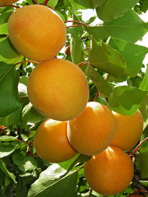 Apricot (Dwarf) Growing Guide