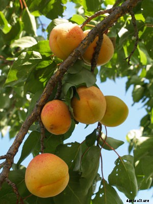 Apricot (Large) Growing Guide