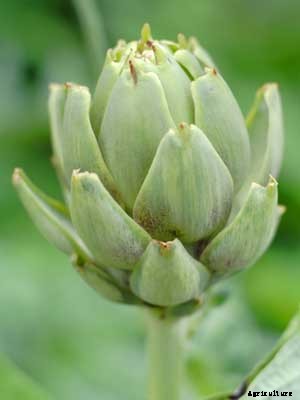 Artichoke (Globe) Growing Guide