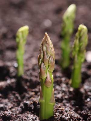 Asparagus Growing Guide