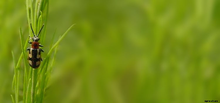 Asparagus Growing Guide