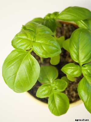 Basil Growing Guide