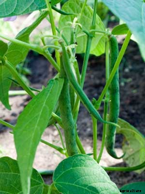 Beans (Bush Snap) Growing Guide