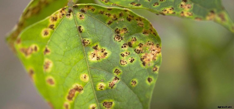 Beans (Bush Snap) Growing Guide