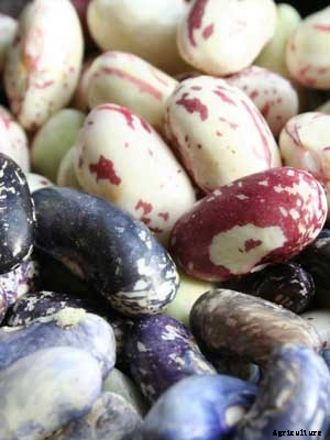 Beans (Dry) Growing Guide