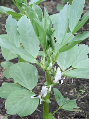 Beans (Fava) Growing Guide