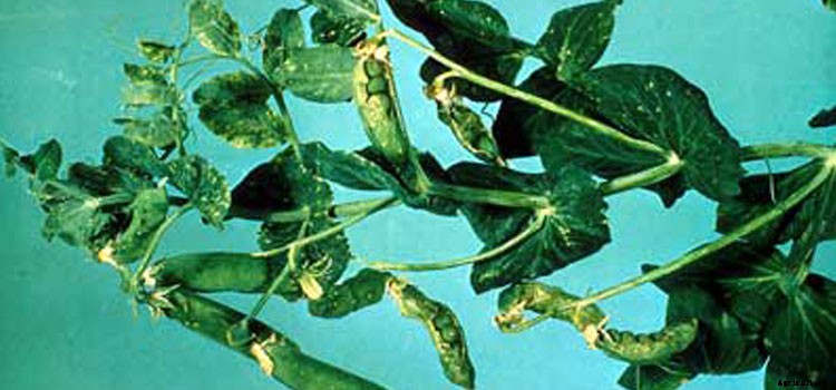 Beans (Fava) Growing Guide