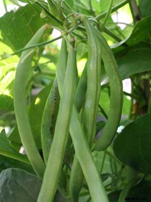 Beans (Pole) Growing Guide