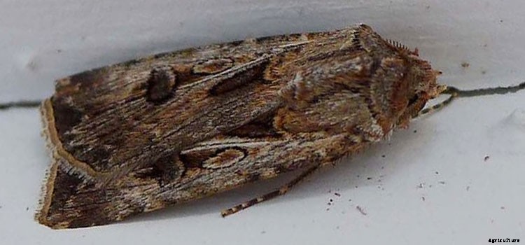 Beans (Pole) Growing Guide