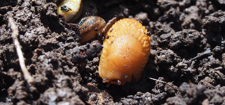 Beans (Pole) Growing Guide