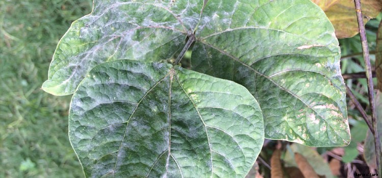 Beans (Pole) Growing Guide