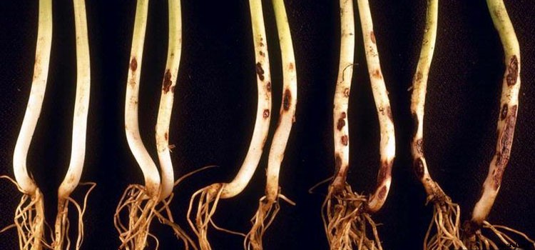 Beans (Pole) Growing Guide