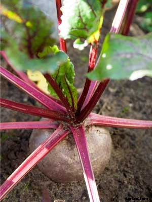 Beet Growing Guide