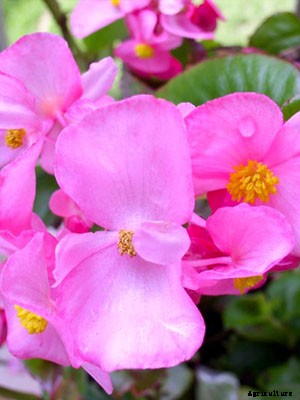 Begonia Growing Guide