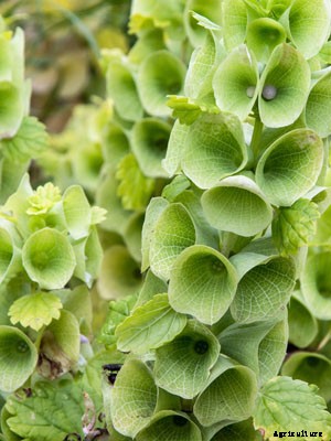 Bells of Ireland Growing Guide