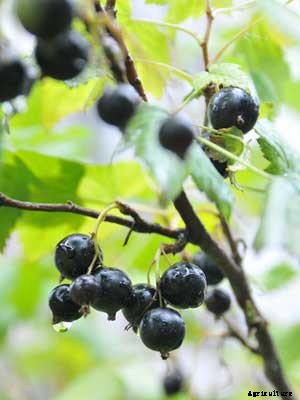 Black Currant Growing Guide