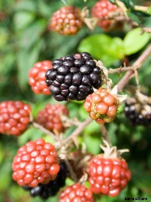 Blackberry Growing Guide