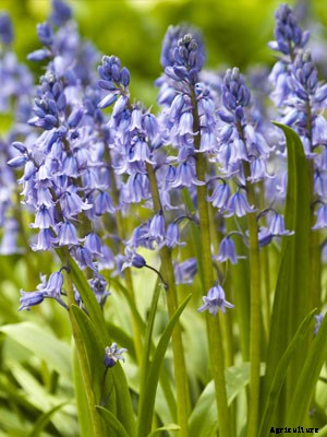 Bluebell Growing Guide
