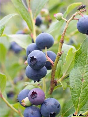 Blueberry Growing Guide