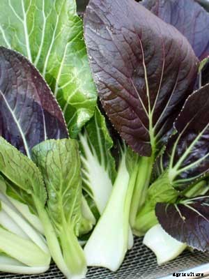 Bok Choy Growing Guide