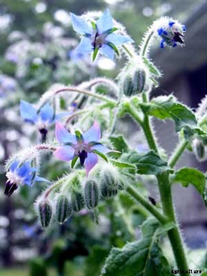 Borage Growing Guide