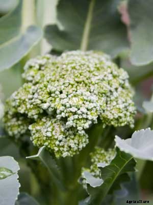 Broccoli Growing Guide