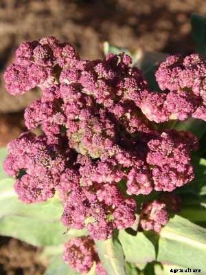 Broccoli (Purple Sprouting) Growing Guide