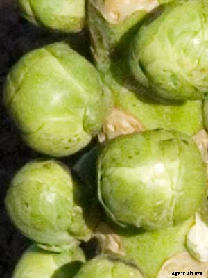 Brussels Sprouts Growing Guide
