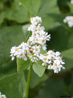 Buckwheat Growing Guide