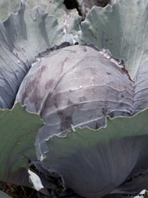 Cabbage (Fall Red) Growing Guide