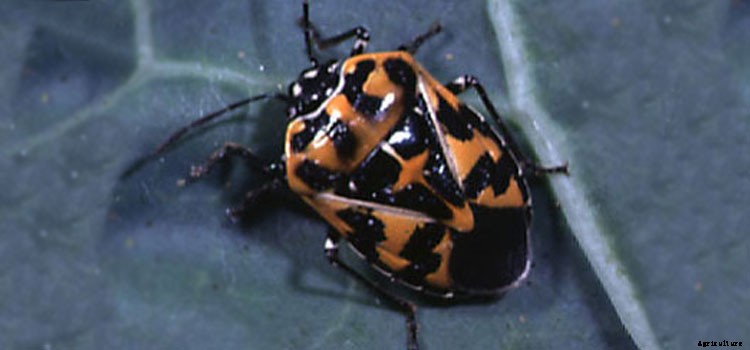 Cabbage (Fall) Growing Guide