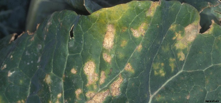 Cabbage (Fall) Growing Guide