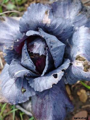 Cabbage (Spring Red) Growing Guide