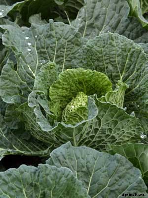 Cabbage (Spring) Growing Guide