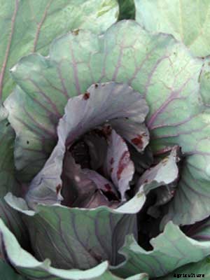Cabbage (Summer Red) Growing Guide