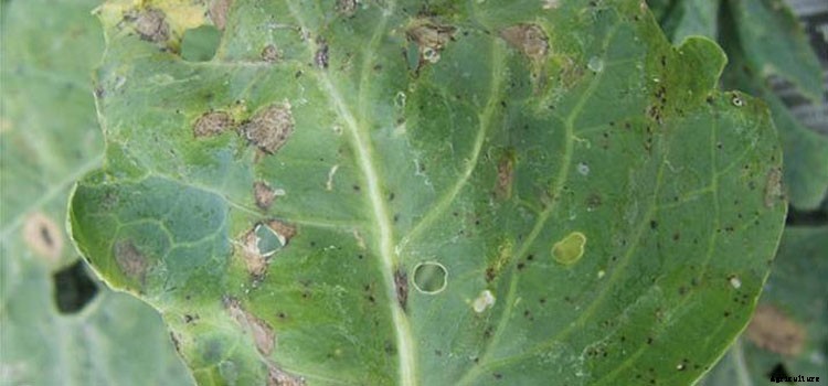 Cabbage (Summer Red) Growing Guide