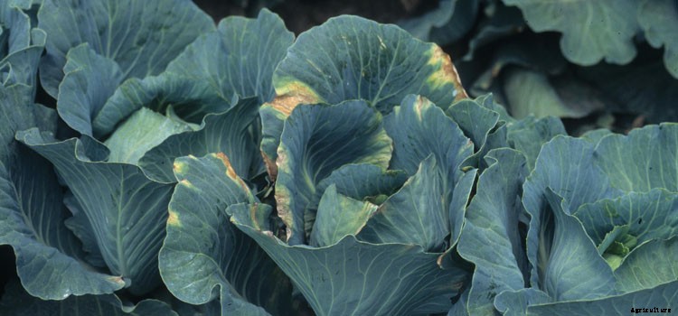 Cabbage (Summer Red) Growing Guide