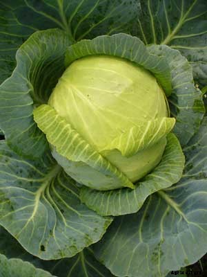Cabbage (Summer) Growing Guide