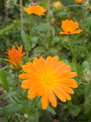 Calendula Growing Guide