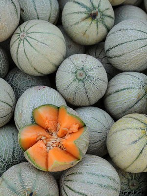 Cantaloupe Growing Guide