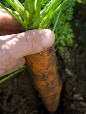 Carrot Growing Guide