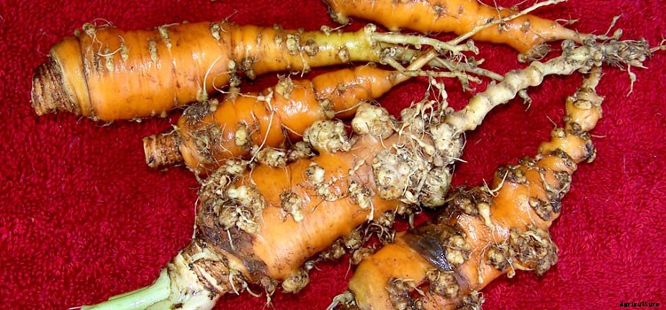 Carrot Growing Guide