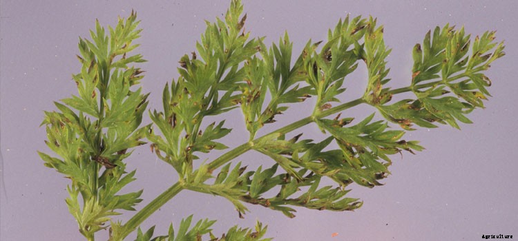 Carrot Growing Guide