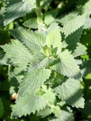 Catnip Growing Guide