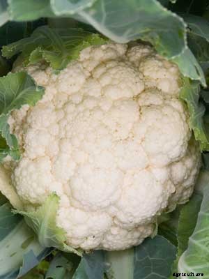 Cauliflower Growing Guide