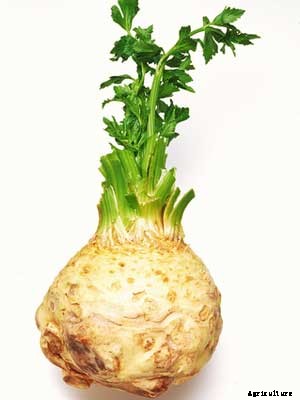 Celeriac Growing Guide