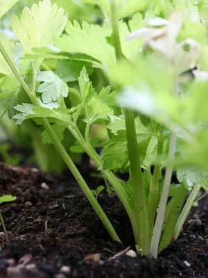 Celery Growing Guide