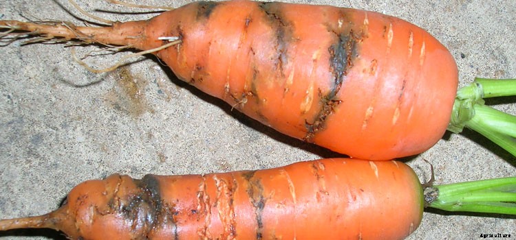 Celery Growing Guide