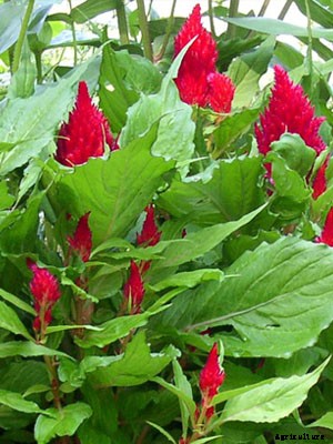 Celosia Growing Guide
